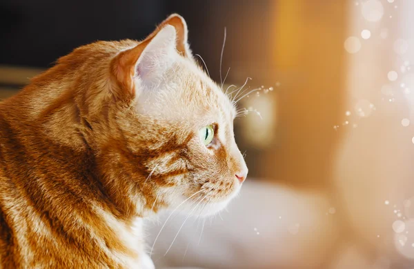 Zbliżenie zdjęcie czerwonych kota z zielonymi oczami — Zdjęcie stockowe