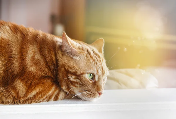 Zbliżenie zdjęcie czerwonych kota z zielonymi oczami — Zdjęcie stockowe