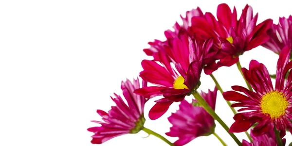 Strauß Chrysanthemen — Stockfoto