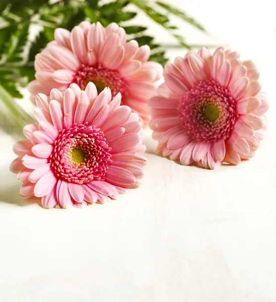 Schöne rosa Gerbera-Blüten — Stockfoto