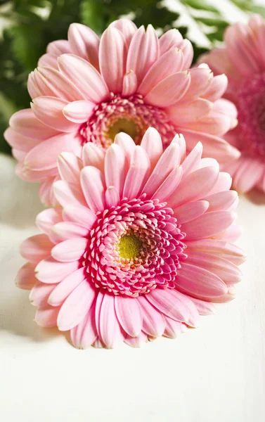 Krásná růžová gerbera květiny — Stock fotografie