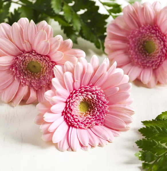 Bellissimi fiori di gerbera rosa — Foto Stock