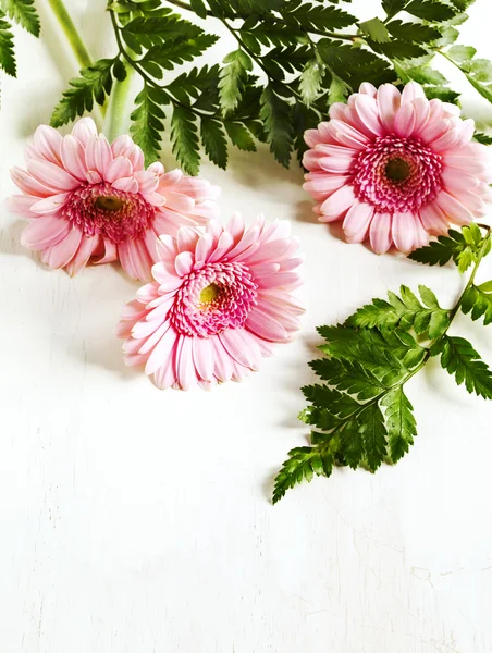 Gerbera piękne różowe kwiaty — Zdjęcie stockowe