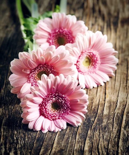 Lindas flores de gerbera rosa — Fotografia de Stock