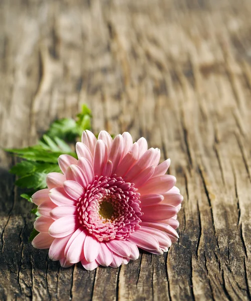 Όμορφο ροζ λουλούδι gerbera — Φωτογραφία Αρχείου