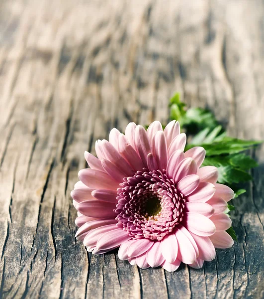 Krásná růžová gerbera květina. Tónovaný obrázek — Stock fotografie