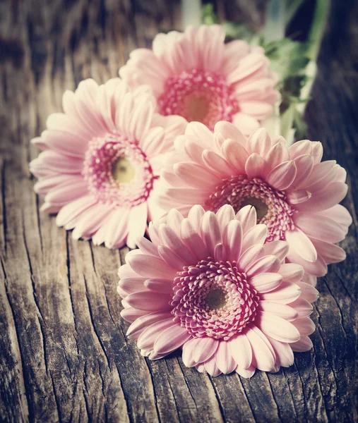 Mooie roze gerbera's. Getinte afbeelding — Stockfoto