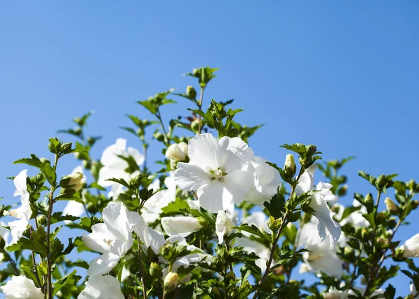 Hibiscus flower. Summer flowers