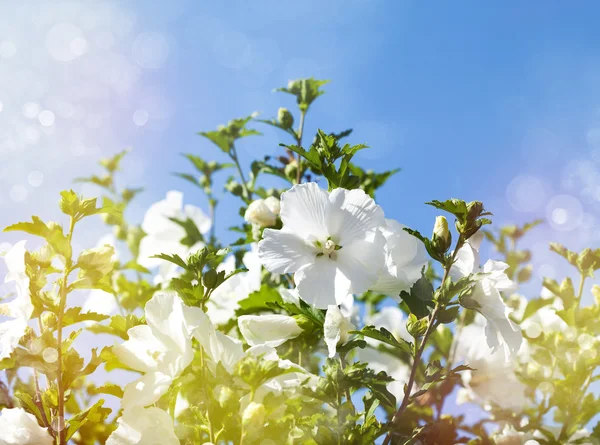 Hibiscus flower. Summer flowers