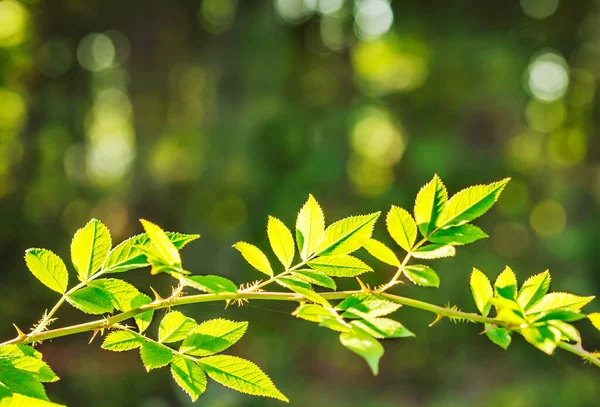 緑の自然を背景に太陽の光に緑の葉 ロイヤリティフリーのストック写真