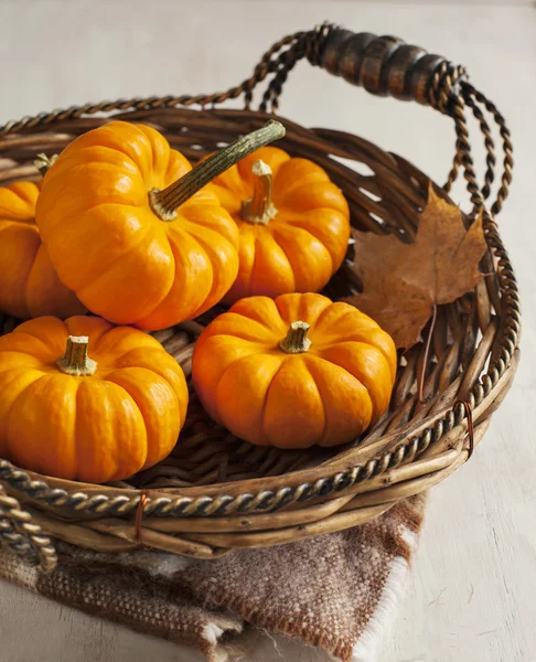 Pequeñas calabazas frescas en la cesta — Foto de Stock