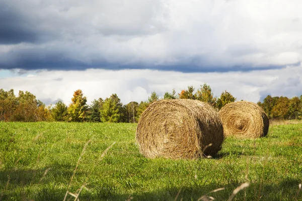 Снопы сена лежат в поле перед дождем — стоковое фото