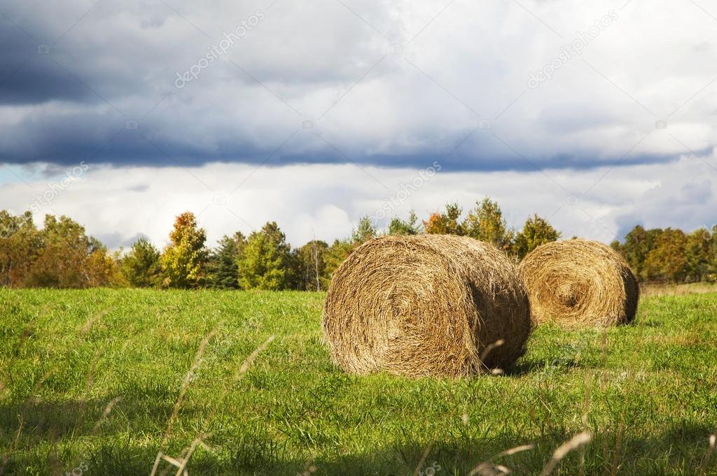 Sheaves of hay lying in a field before the rain