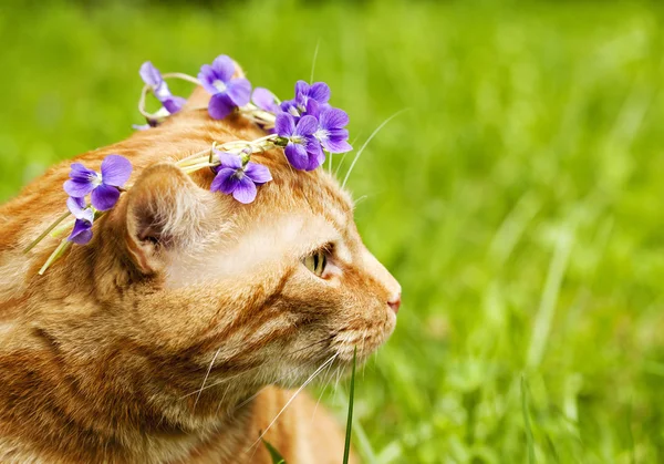 红猫镶上了三色堇花花环的肖像 — 图库照片