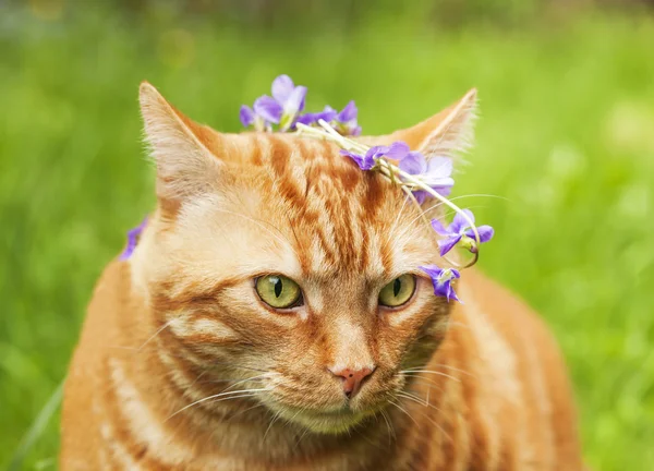 红猫镶上了三色堇花花环的肖像 — 图库照片