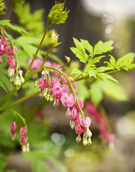 Dicentra  flowers — Stock Photo, Image