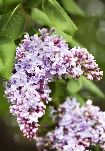 Ramo con fiori lilla primaverili — Foto Stock