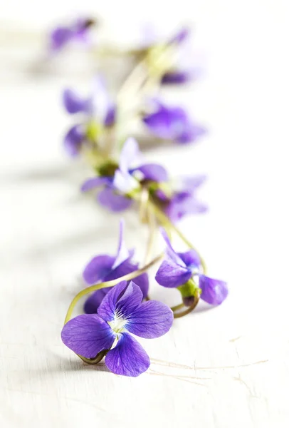 Viooltje bloemen. — Stockfoto
