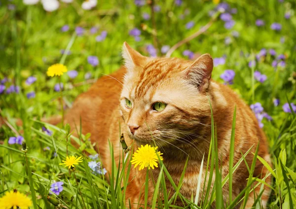 红猫躺在绿色的草地上的野花 — 图库照片