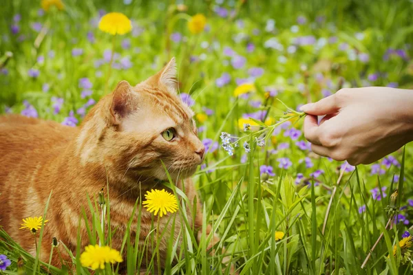 红猫躺在绿色的草地上的野花和嗅探勿忘我花 — 图库照片