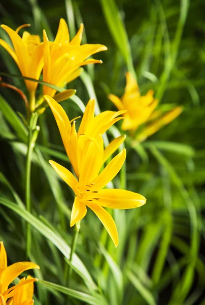 Lirio amarillo — Foto de Stock