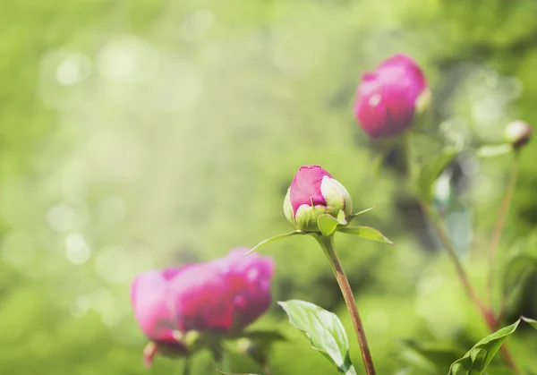 Pfingstrose Knospe auf verschwommenem Garten Hintergrund — Stockfoto