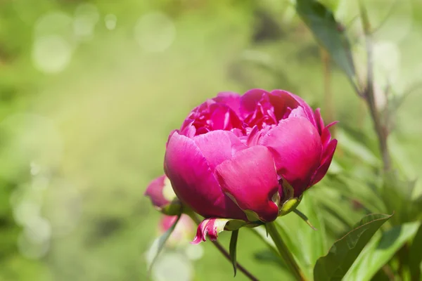 Peony on blurred garden background — Φωτογραφία Αρχείου