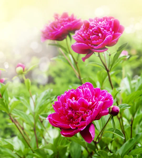 Schöne Pfingstrosen auf verschwommenem Gartenhintergrund — Stockfoto