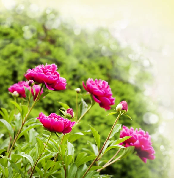 Schöne Pfingstrosen auf verschwommenem Gartenhintergrund — Stockfoto