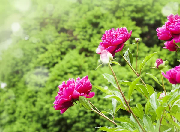 Schöne Pfingstrosen auf verschwommenem Gartenhintergrund — Stockfoto