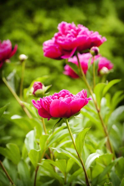 Schöne Pfingstrosen auf verschwommenem Gartenhintergrund — Stockfoto