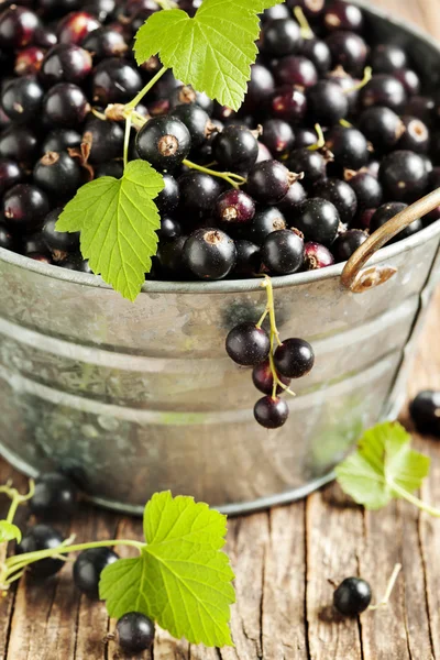 Schwarze Johannisbeere — Stockfoto