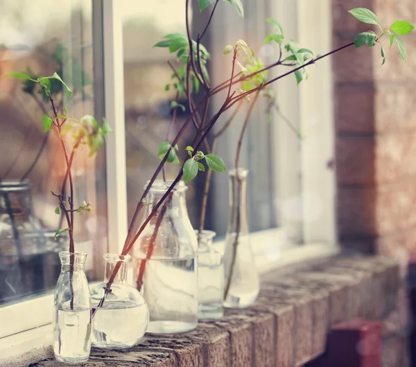 Beautiful spring tree branches in glass bottles on window. — Stock Photo, Image