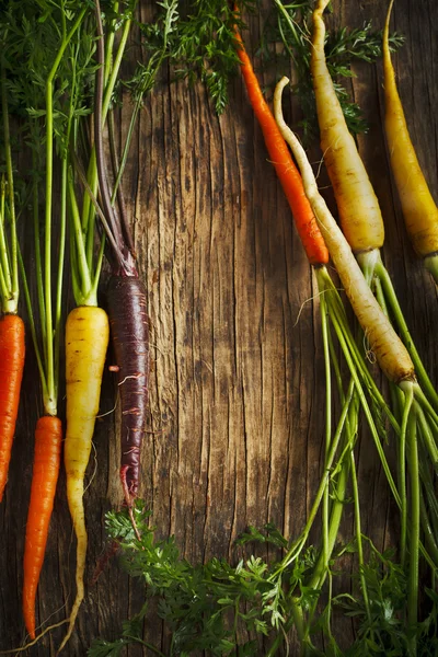 Свежая органическая реликвия Сорта моркови фиолетового, желтого, оранжевого и белого цвета — стоковое фото