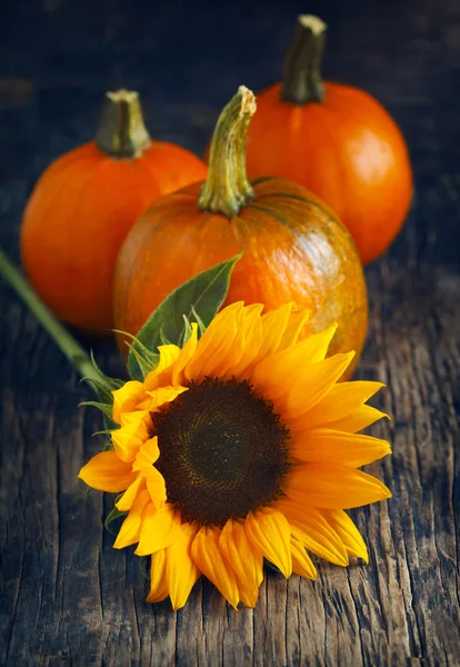 Autumn pumpkins and sunflower — Stock Photo, Image