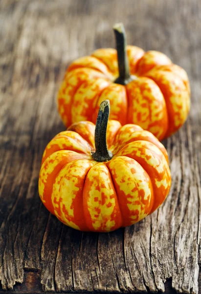 Zierkürbisse im Herbst — Stockfoto