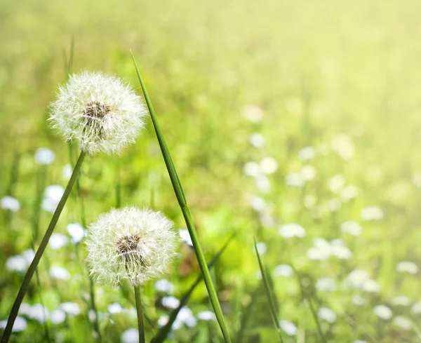 Diente de león sobre fondo verde borroso de la naturaleza —  Fotos de Stock