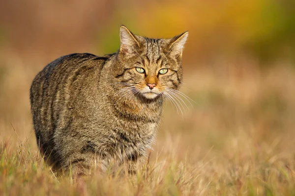 Gato salvaje europeo caminando en prado soleado en la naturaleza otoñal — Foto de Stock