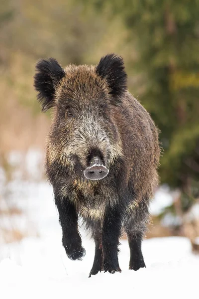 Wild boar walking on meadow in wintertime nature in vertical composition. — Stock Photo, Image