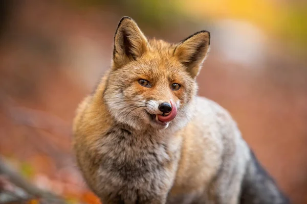 Portrait of red fox licking its mouth inside woodland in autumn nature. — Stock Photo, Image