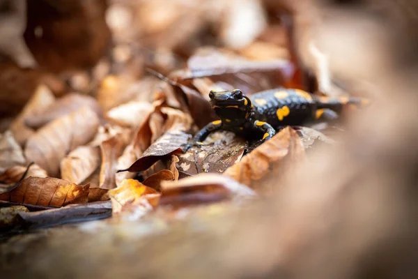 Pequeña salamandra de fuego de pie sobre hojas en otoño. — Foto de Stock