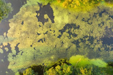 Nehirde büyüyen nilüferlerin ve yeşil bitkilerin yapısı