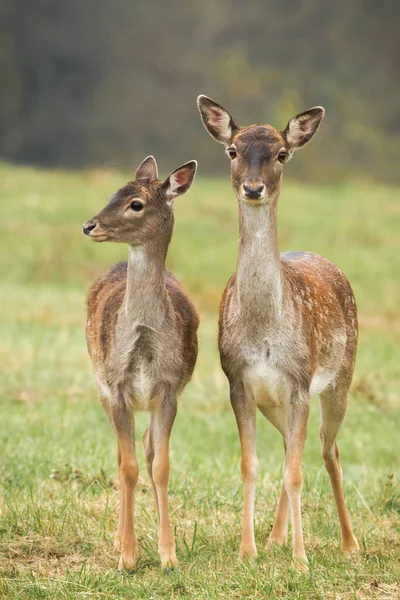 Dos ciervos en barbecho de pie en el prado en otoño naturaleza. — Foto de Stock