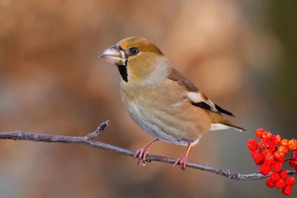 Little hawfinch sitting on twig in autumn nature. — Stock Photo, Image