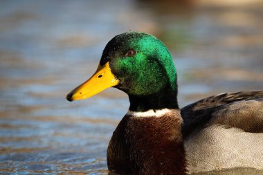 Baharda mavi nehirde yüzen Mallard..