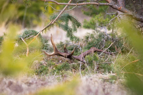 Рожевий навіс з червоного оленя, що лежить на землі, прихований між деревами . — стокове фото
