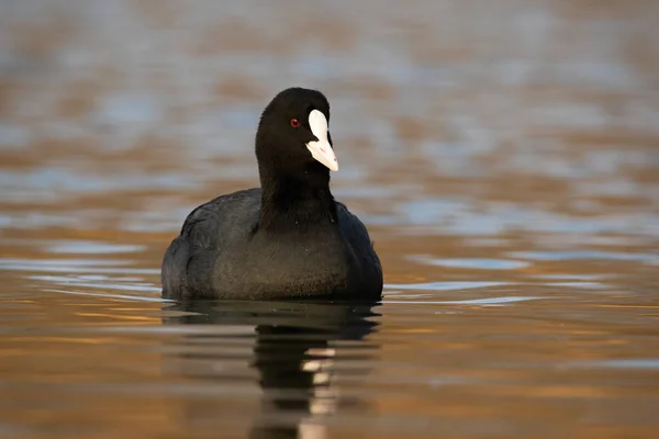 Eurasian coot floating on water in autumn nature. — Stock Photo, Image