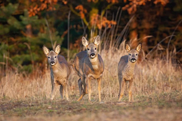 Tres corzos hacen de pie en el campo en otoño naturaleza —  Fotos de Stock