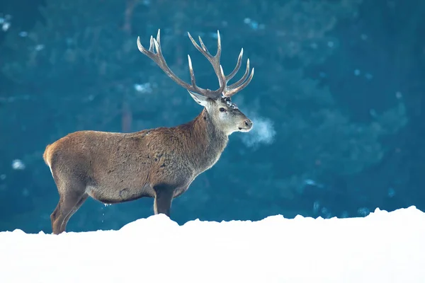冬の霧の中で牧草地に立つ雄大な赤い鹿 — ストック写真