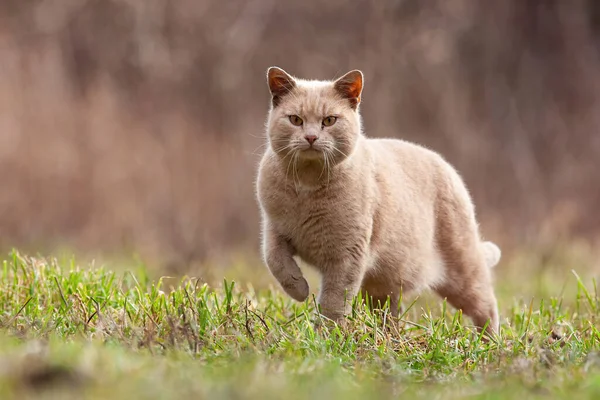 フロントビューから庭の芝生の上に近づいて警告国内猫 — ストック写真